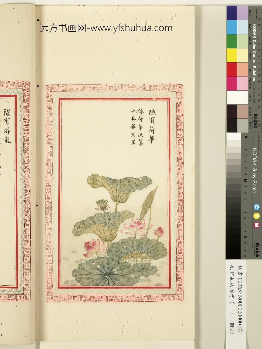 毛诗品物图考（一）册-隰有荷华-