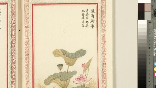 毛诗品物图考（一）册 隰有荷华 2.jpg