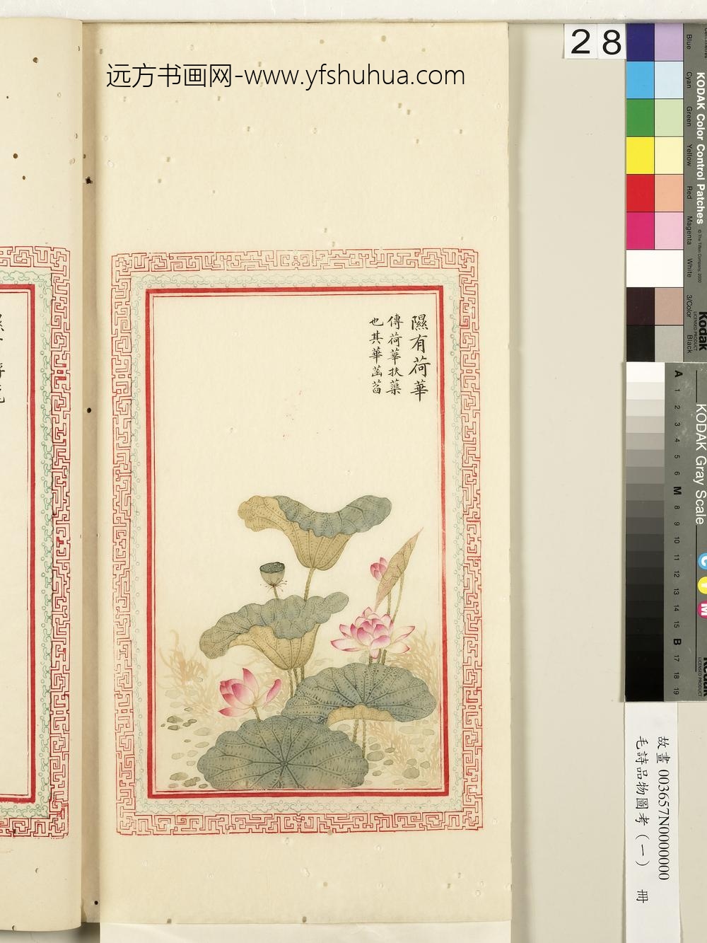 毛诗品物图考（一）册-隰有荷华-