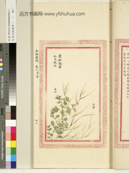 毛诗品物图考（一）册 齿如瓠犀 1.jpg