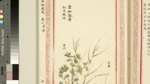 毛诗品物图考（一）册 齿如瓠犀 1.jpg