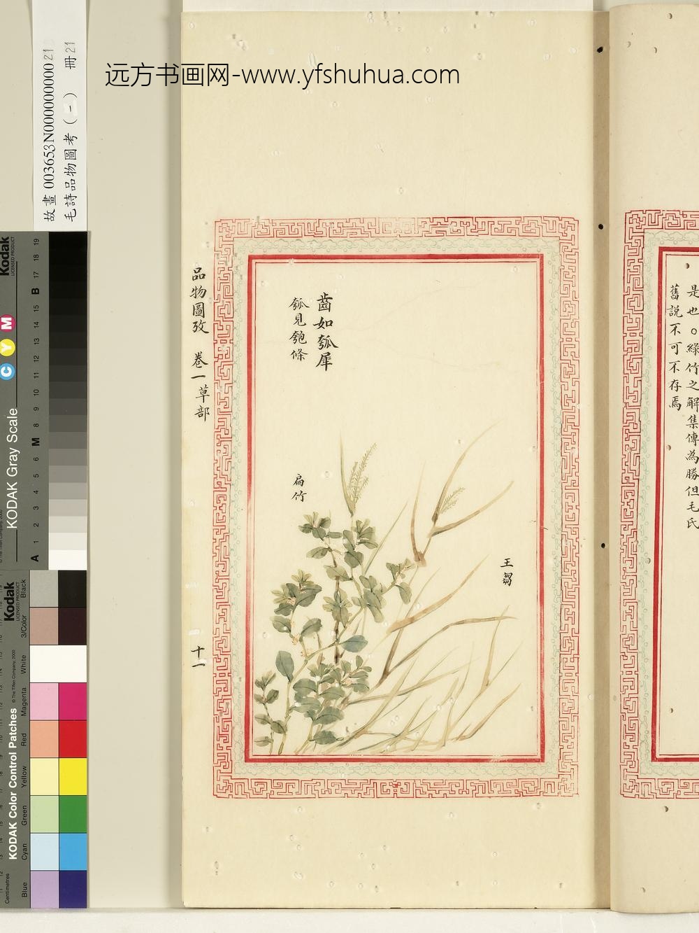 毛诗品物图考（一）册-齿如瓠犀-