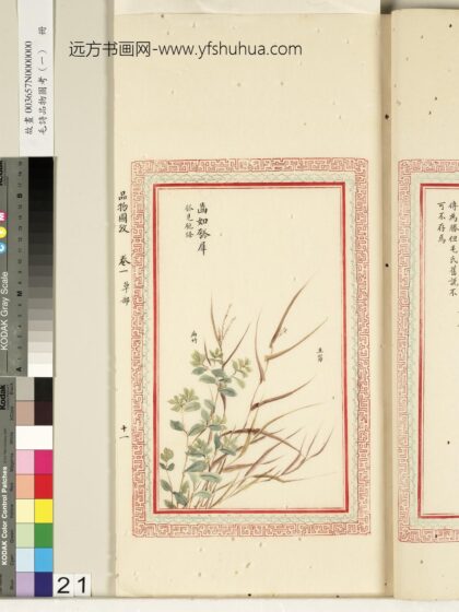 毛诗品物图考（一）册 齿如瓠犀 2.jpg