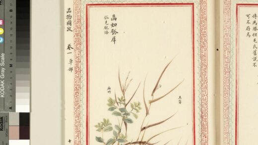 毛诗品物图考（一）册 齿如瓠犀 2.jpg