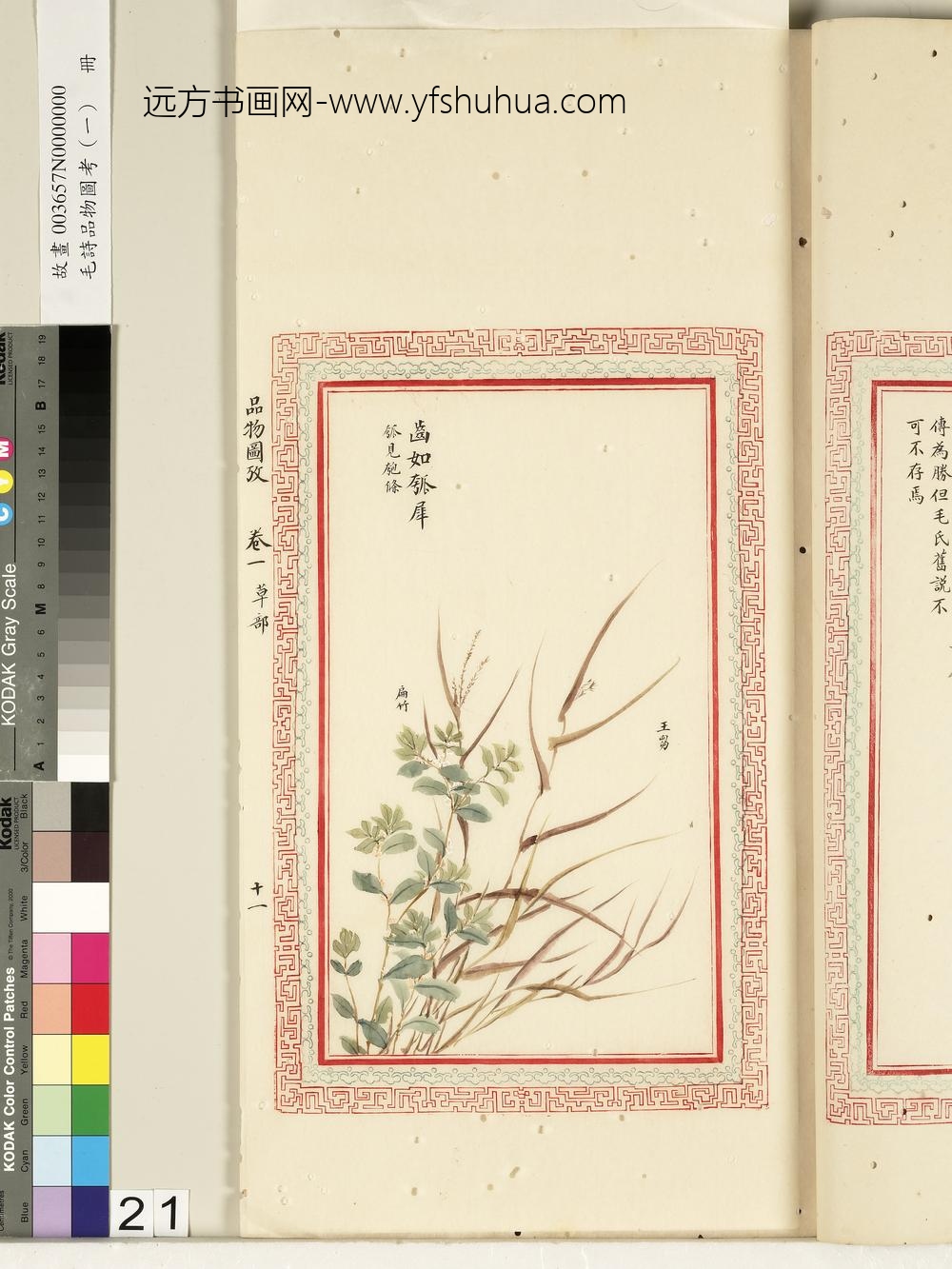 毛诗品物图考（一）册-齿如瓠犀-