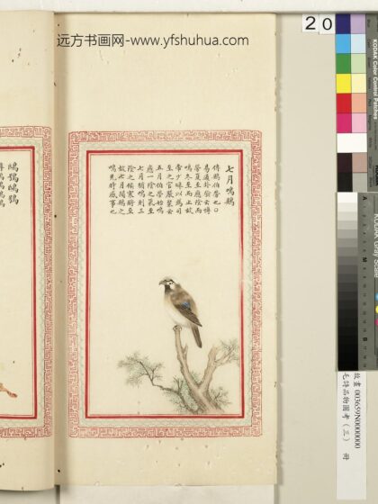 毛诗品物图考（三）册 七月鸣鵙.jpg