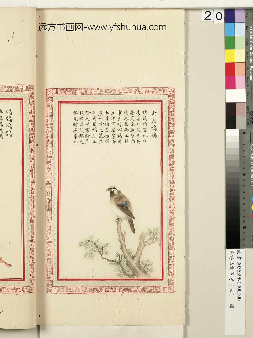 毛诗品物图考（三）册-七月鸣鵙