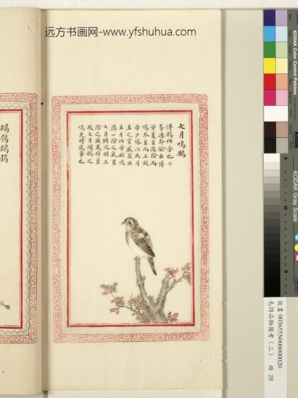 毛诗品物图考（三）册 七月鸣鶪.jpg