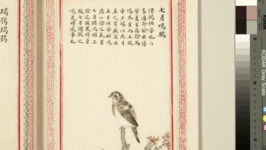 毛诗品物图考（三）册 七月鸣鶪.jpg