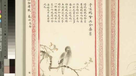 毛诗品物图考（三）册 于嗟鸠兮无食桑葚 1.jpg