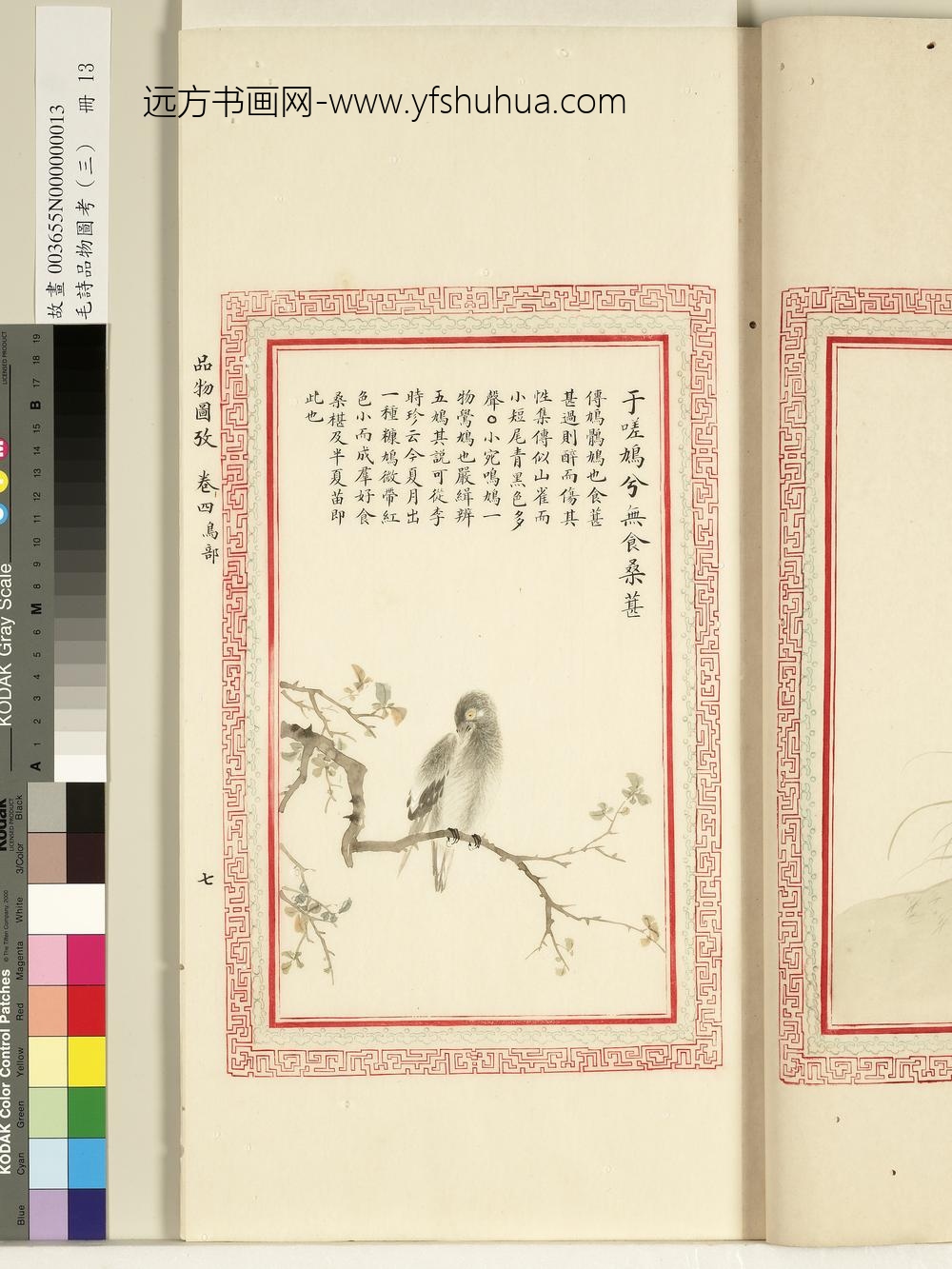 毛诗品物图考（三）册-于嗟鸠兮无食桑葚-