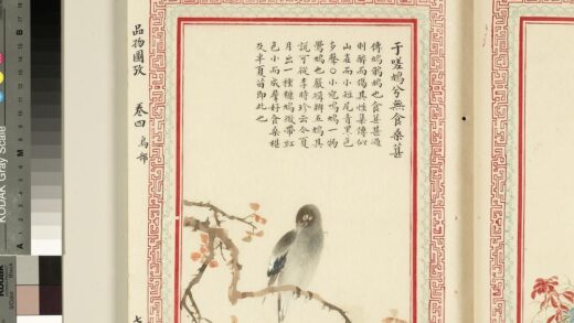 毛诗品物图考（三）册 于嗟鸠兮无食桑葚 2.jpg