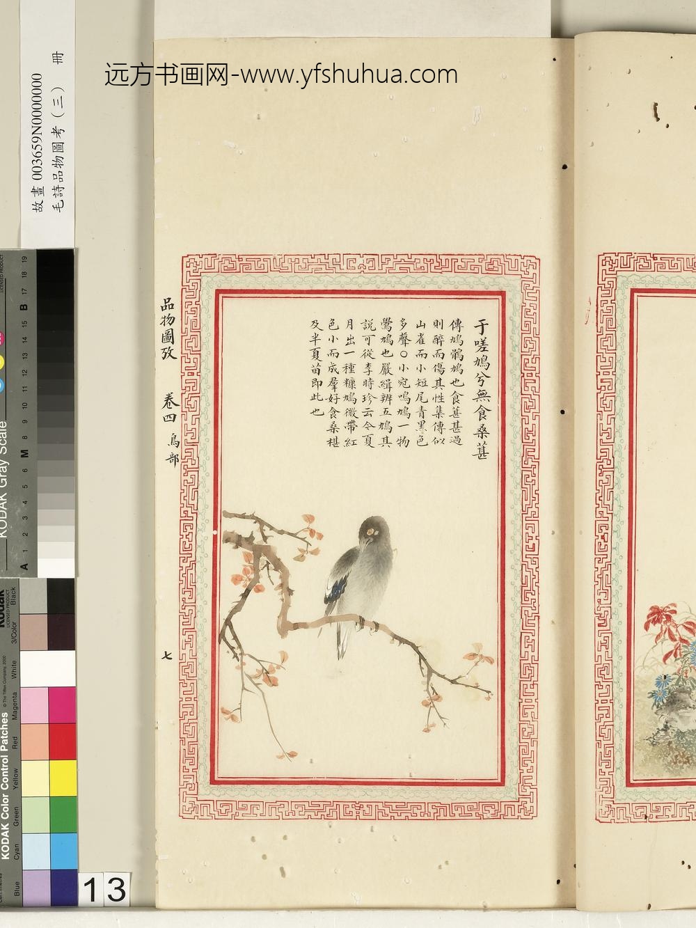 毛诗品物图考（三）册-于嗟鸠兮无食桑葚-