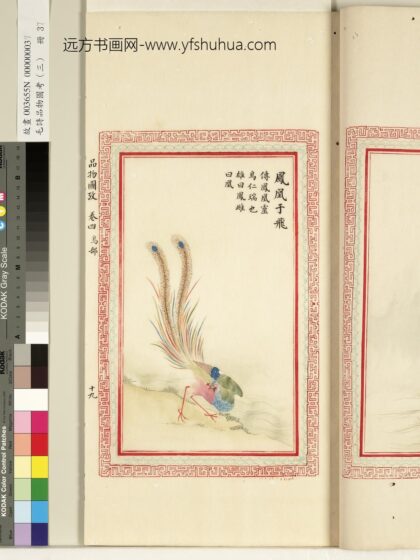 毛诗品物图考（三）册 凤凰于飞 1.jpg