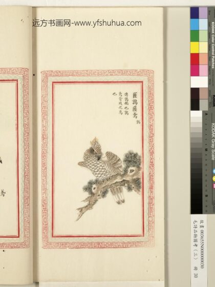 毛诗品物图考（三）册 匪鹑匪鸢 1.jpg