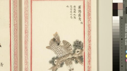 毛诗品物图考（三）册 匪鹑匪鸢 1.jpg