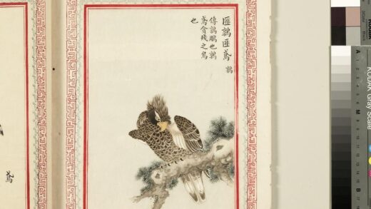 毛诗品物图考（三）册 匪鹑匪鸢 2.jpg