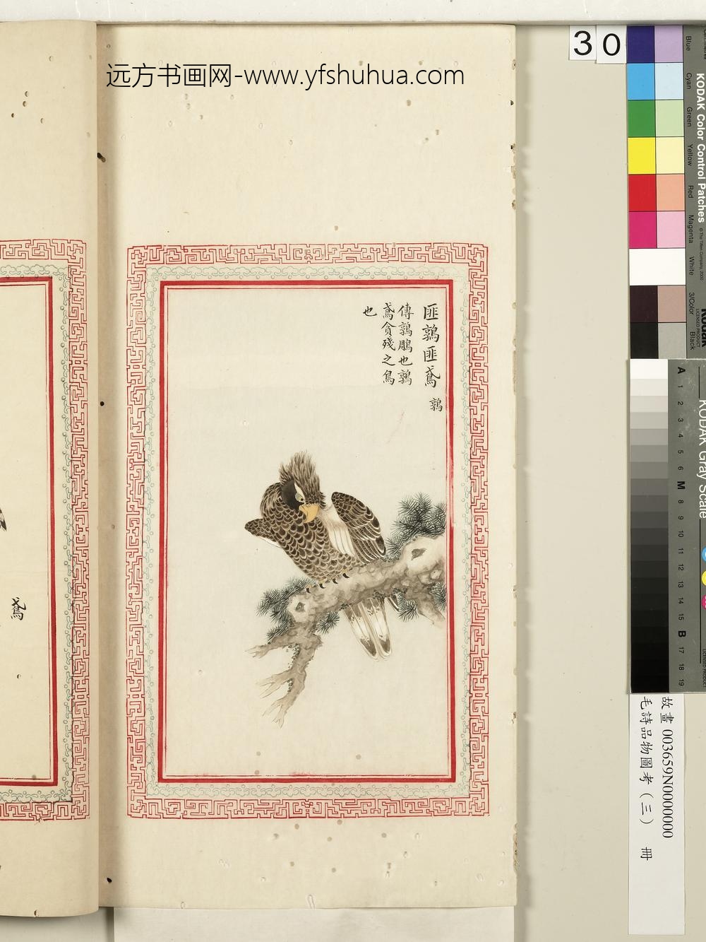 毛诗品物图考（三）册-匪鹑匪鸢-