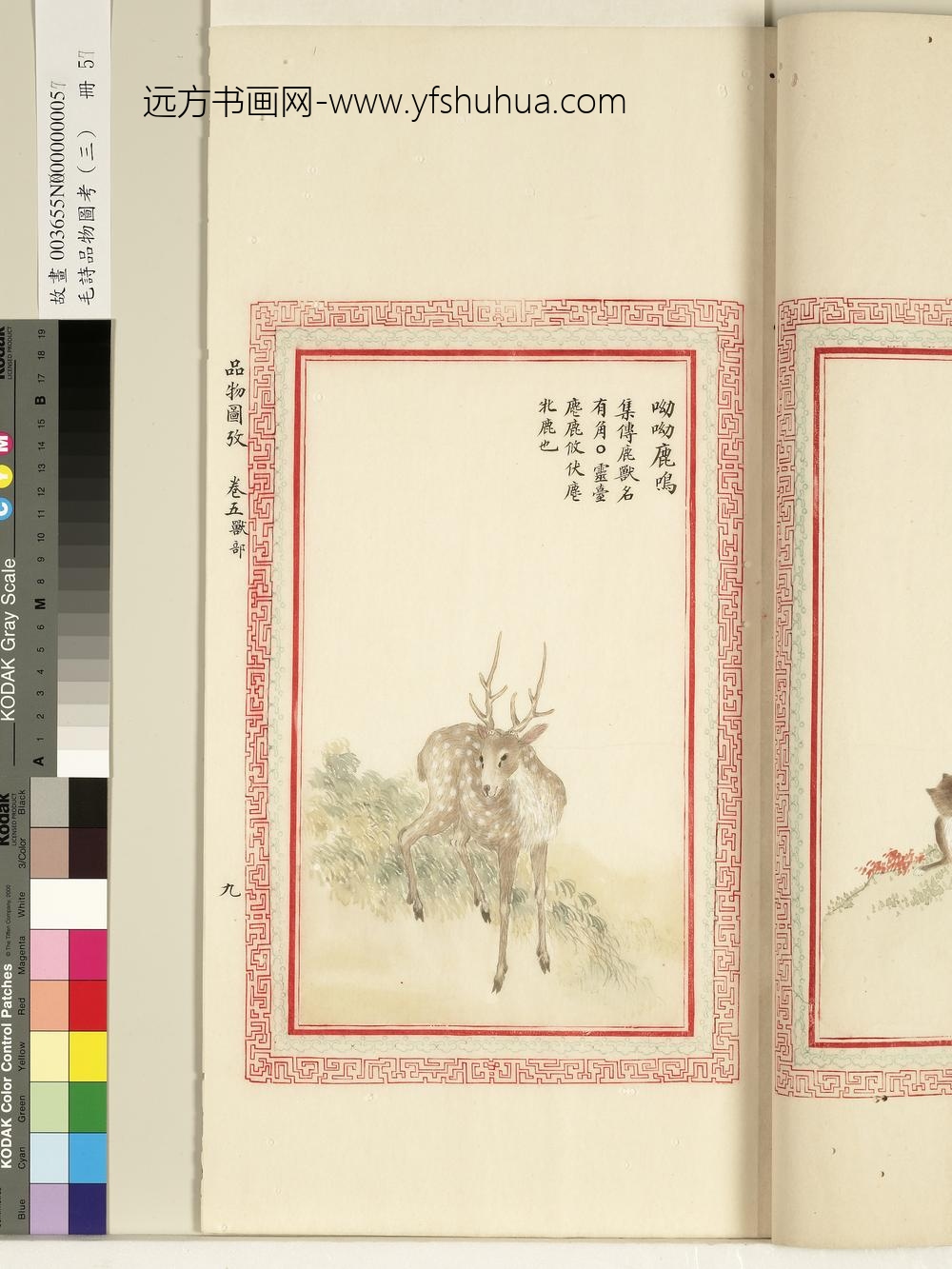 毛诗品物图考（三）册-呦呦鹿鸣-