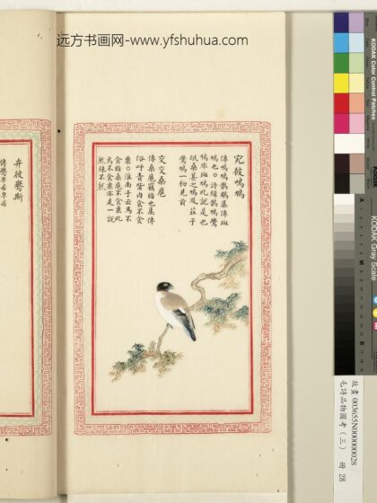 毛诗品物图考（三）册 宛彼鸣鸠交交桑扈 1.jpg