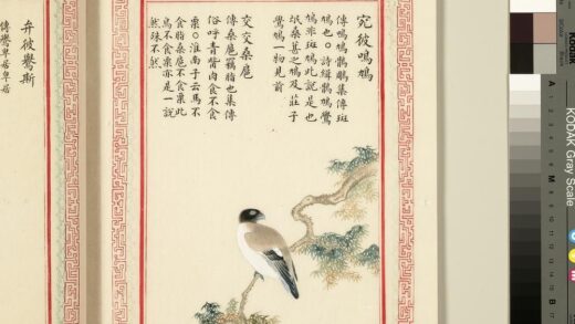 毛诗品物图考（三）册 宛彼鸣鸠交交桑扈 1.jpg