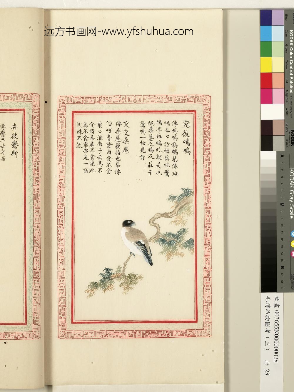 毛诗品物图考（三）册-宛彼鸣鸠交交桑扈-