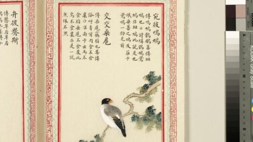 毛诗品物图考（三）册 宛彼鸣鸠交交桑扈 2.jpg