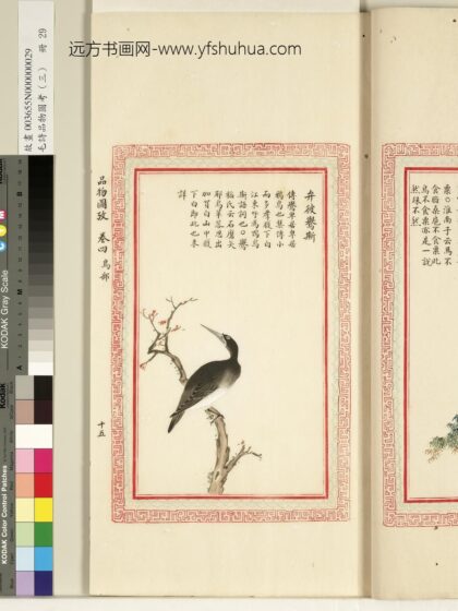 毛诗品物图考（三）册 弁彼鸒斯 1.jpg