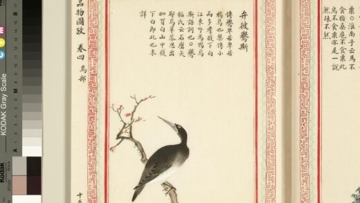 毛诗品物图考（三）册 弁彼鸒斯 1.jpg