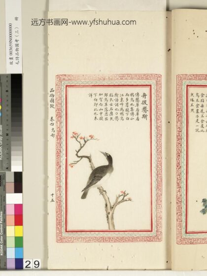 毛诗品物图考（三）册 弁彼鸒斯 2.jpg