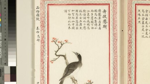 毛诗品物图考（三）册 弁彼鸒斯 2.jpg