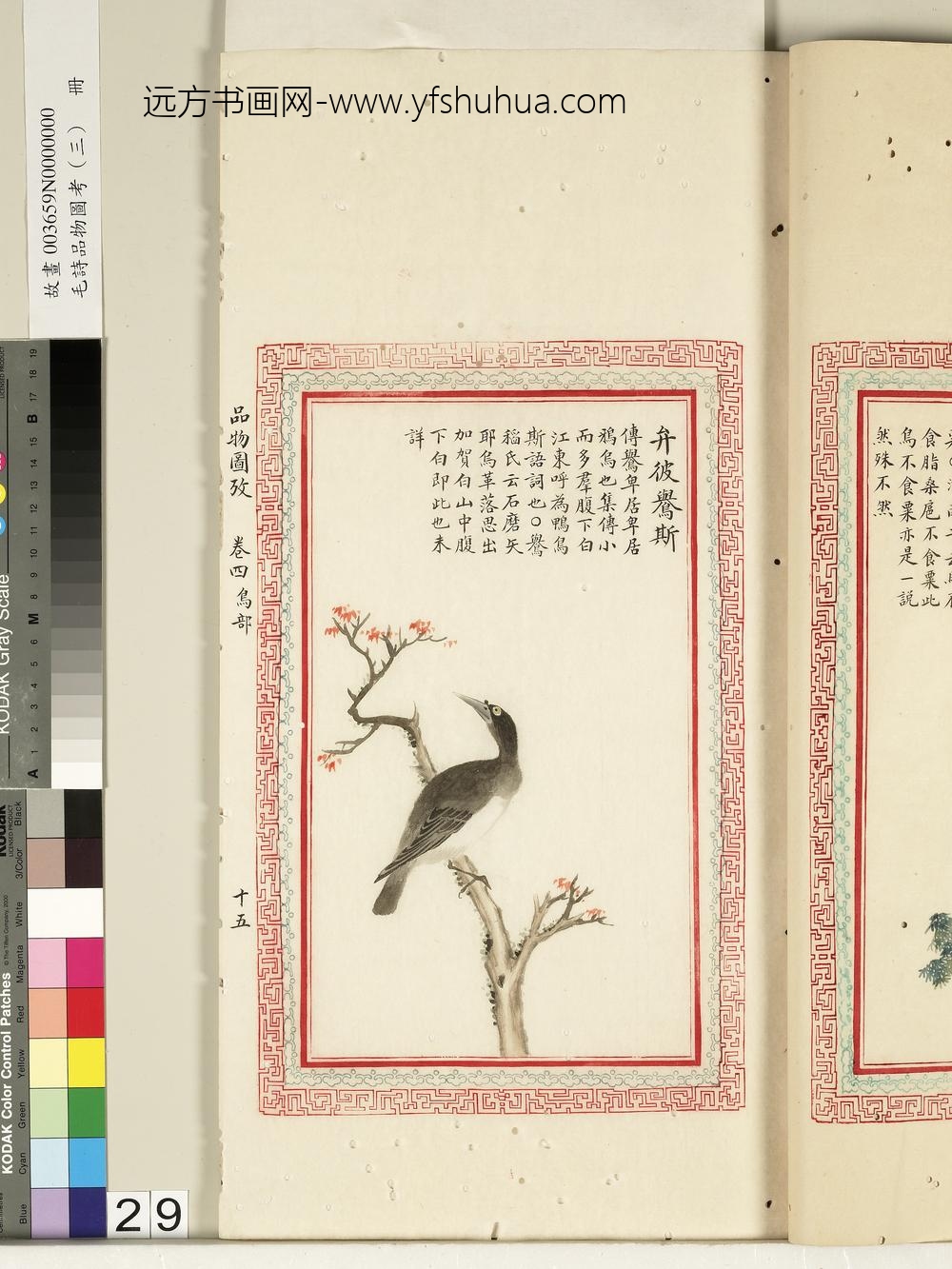 毛诗品物图考（三）册-弁彼鸒斯-