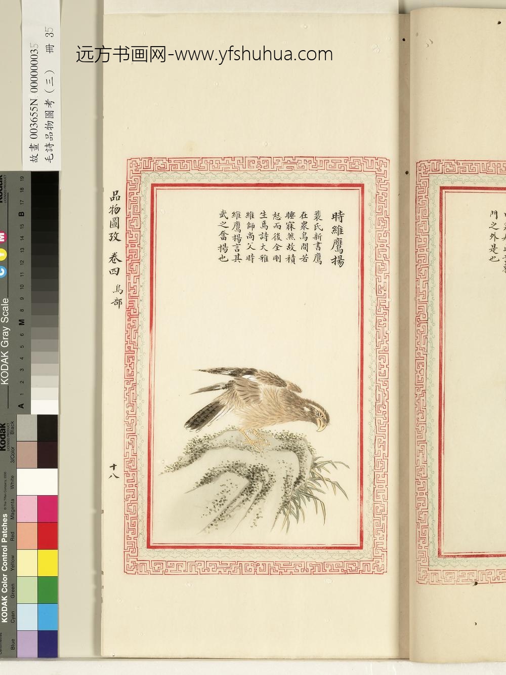 毛诗品物图考（三）册-时维鹰扬-