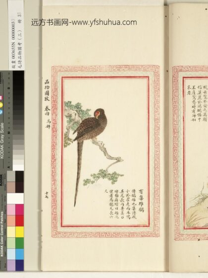 毛诗品物图考（三）册 有集维鷮 1.jpg