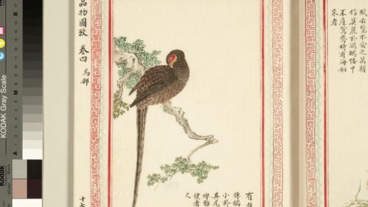 毛诗品物图考（三）册 有集维鷮 1.jpg