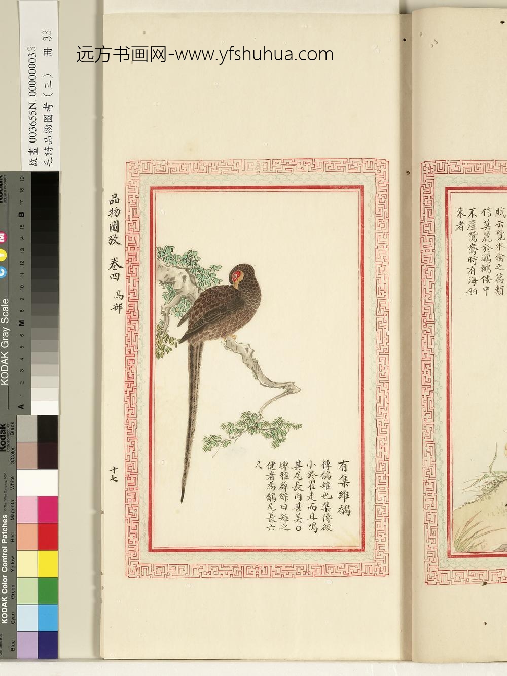 毛诗品物图考（三）册-有集维鷮-