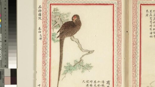 毛诗品物图考（三）册 有集维鷮 2.jpg