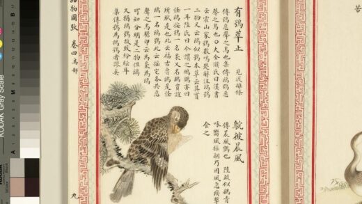 毛诗品物图考（三）册 有鸮萃止鴥彼晨风 1.jpg