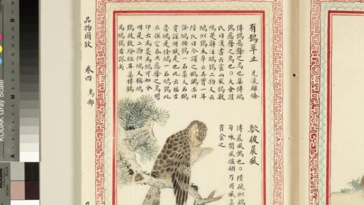 毛诗品物图考（三）册 有鸮萃止鴥彼晨风 2.jpg