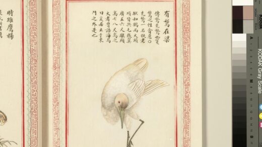毛诗品物图考（三）册 有鹙在梁 1.jpg