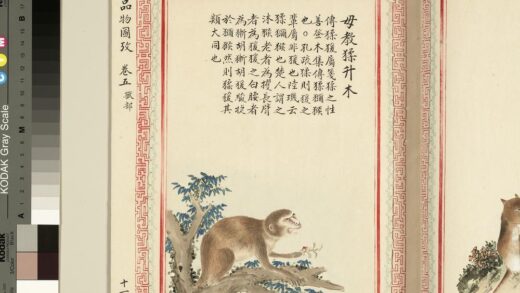 毛诗品物图考（三）册 毋教猱升木 1.jpg