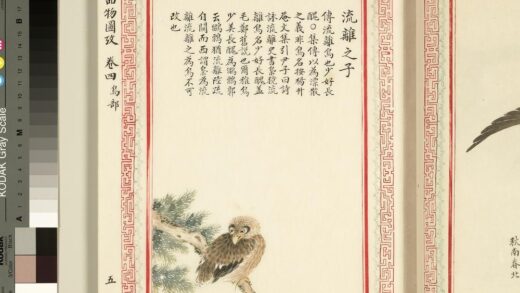 毛诗品物图考（三）册 流离之子 1.jpg