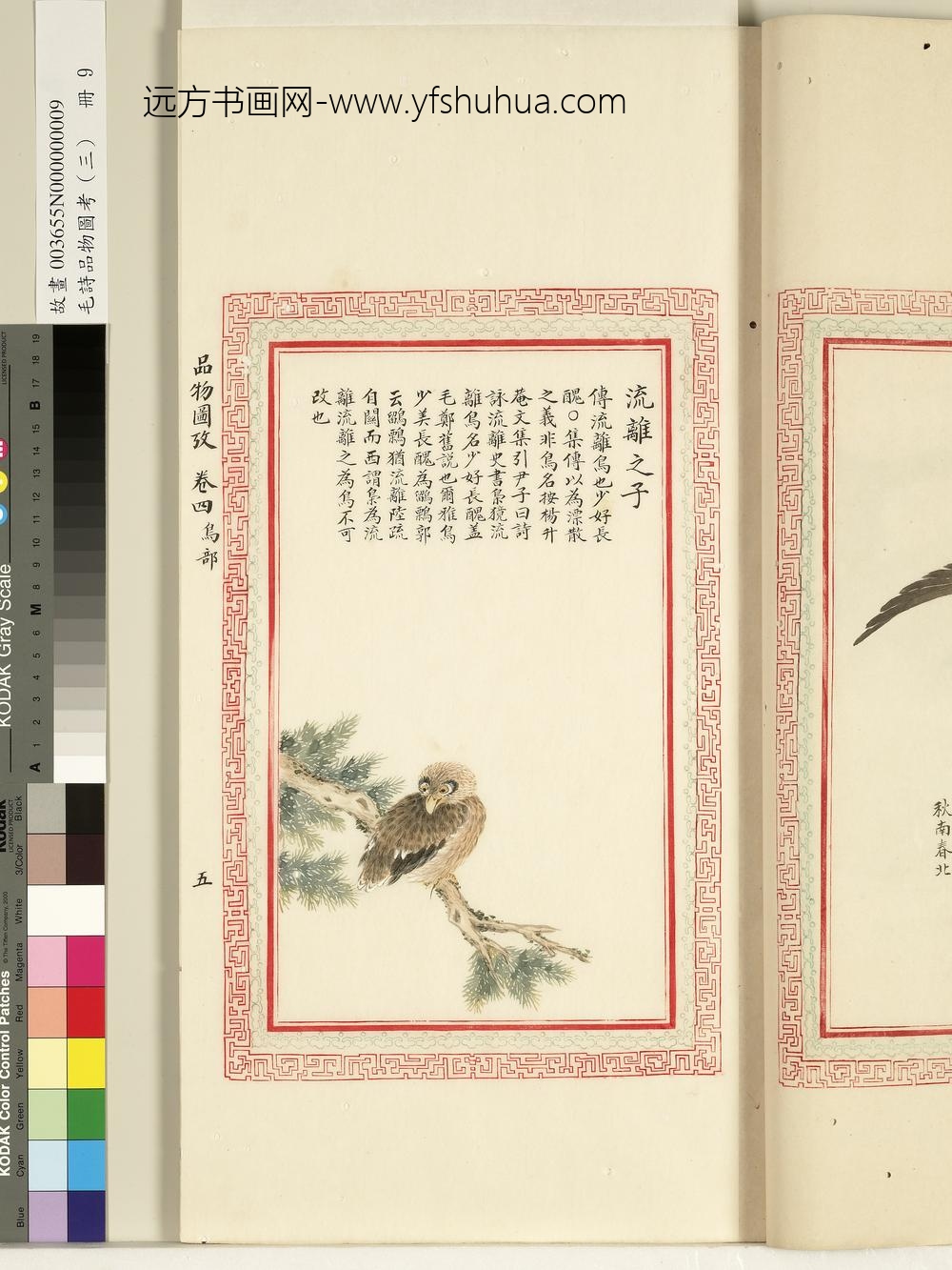 毛诗品物图考（三）册-流离之子-