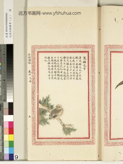 毛诗品物图考（三）册 流离之子 2.jpg