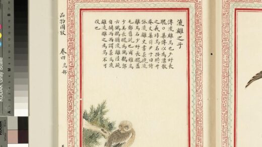 毛诗品物图考（三）册 流离之子 2.jpg