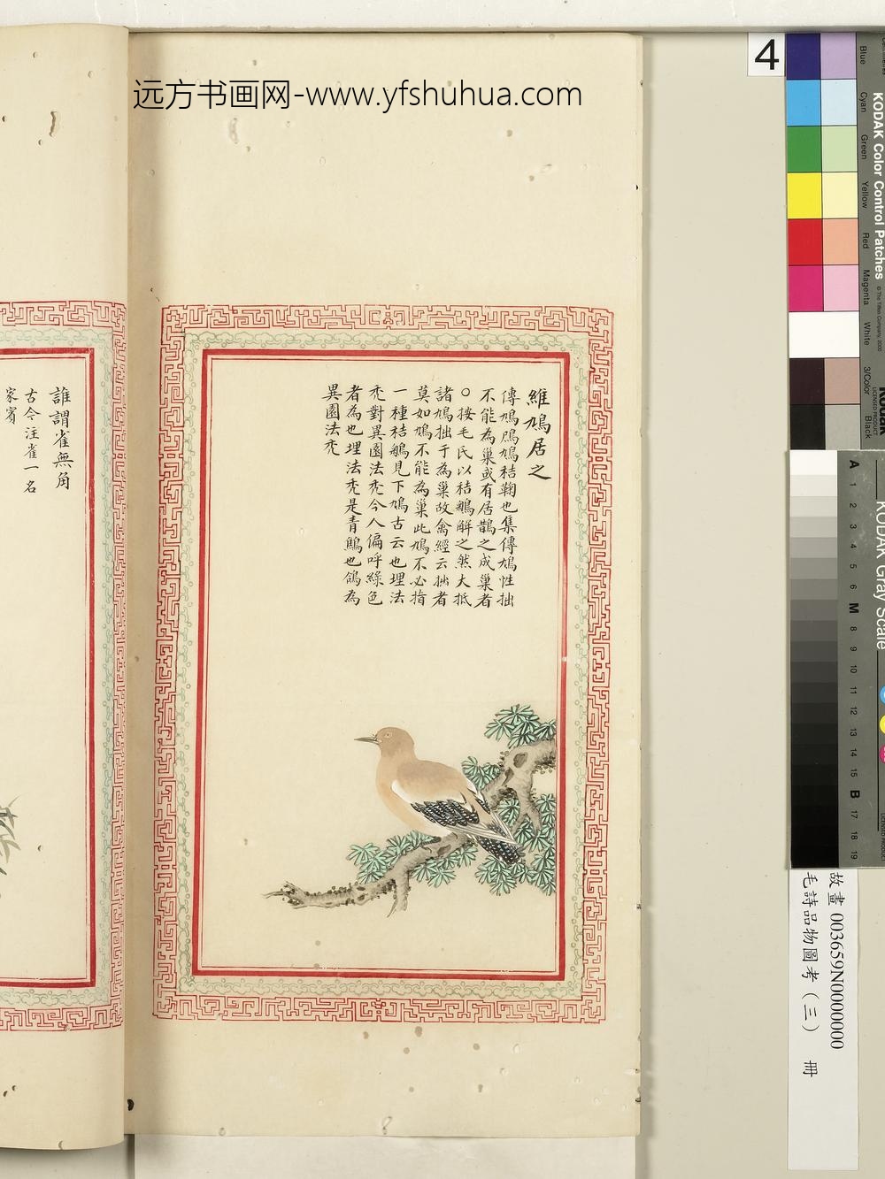 毛诗品物图考（三）册-维鸠居之-