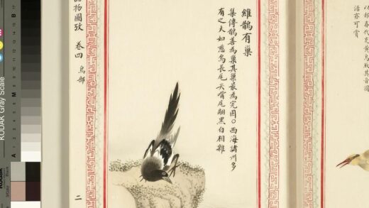 毛诗品物图考（三）册 维鹊有巢 1.jpg