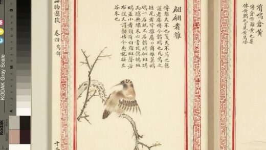 毛诗品物图考（三）册 翩翩者鵻 1.jpg