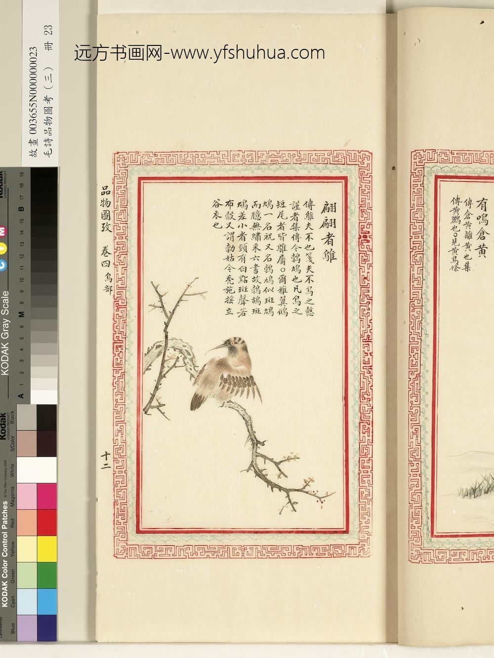 毛诗品物图考（三）册-翩翩者鵻-