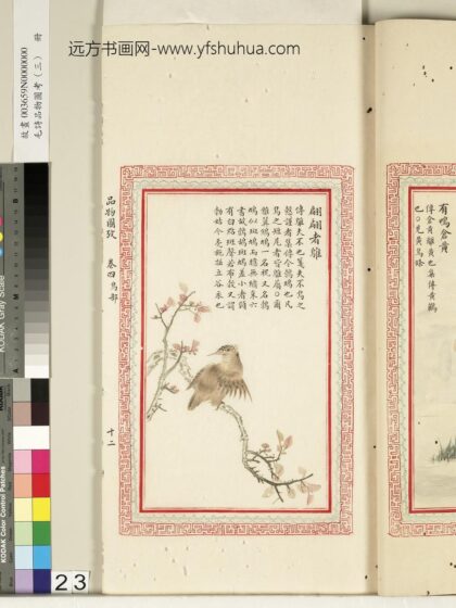 毛诗品物图考（三）册 翩翩者鵻 2.jpg